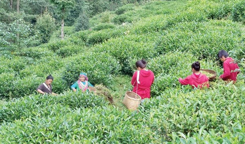 सहकारीले स्थापना गर्यो चिया कारखाना