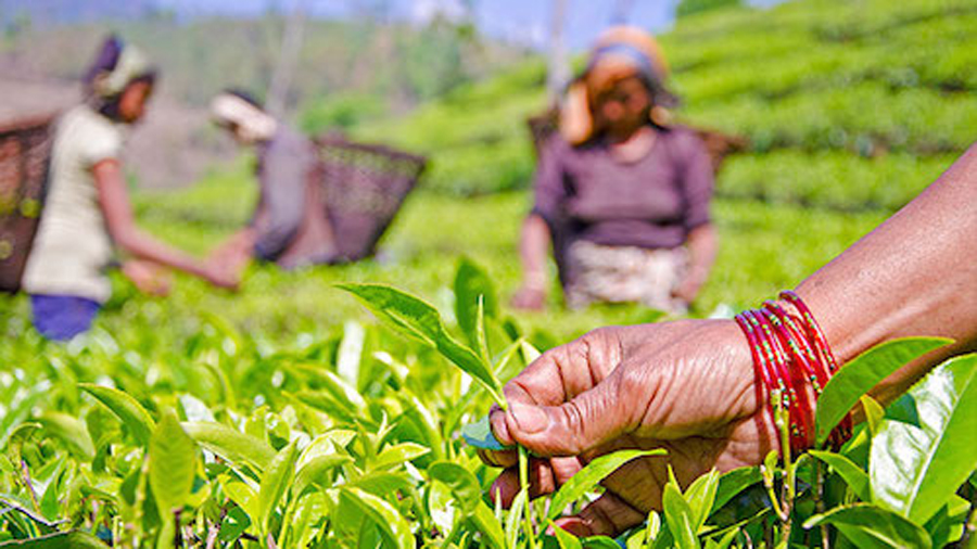 अर्बौँ विदेशी मुद्रा भित्र्याउने चिया व्यवसाय सङ्कटमा