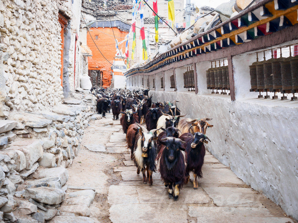 असोजको पहिलो साता च्याङ्ग्रा काठमाडौँ आइसक्ने