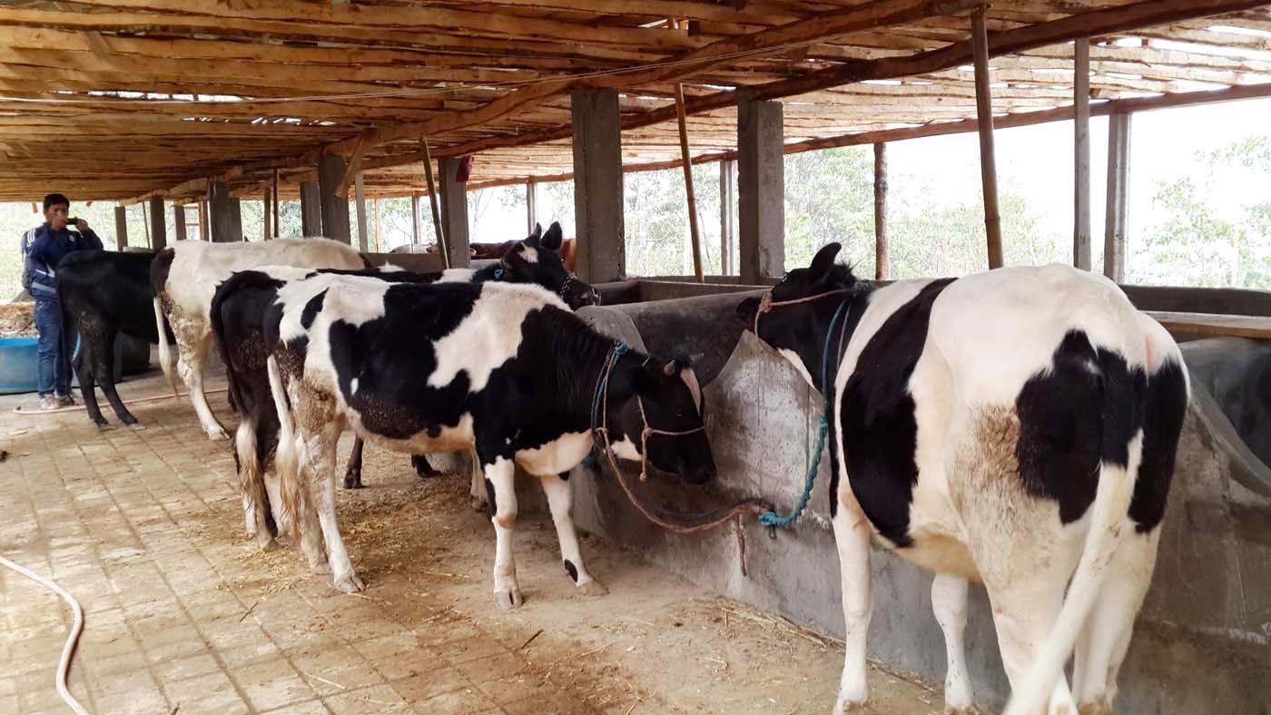 उत्पादनका कारण नश्ल सुधारमा आकर्षण