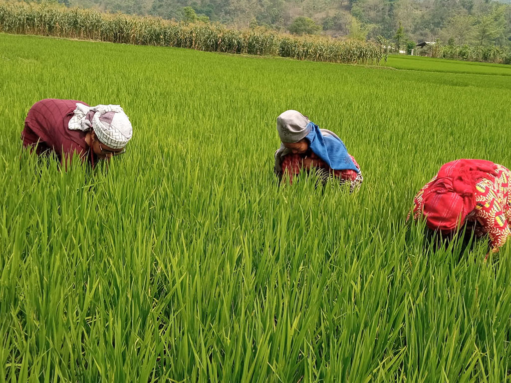 धान बालीमा सेतो पुतलीको प्रकोप