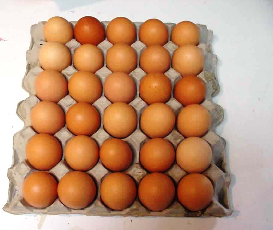 अण्डाको मूल्य घट्यो