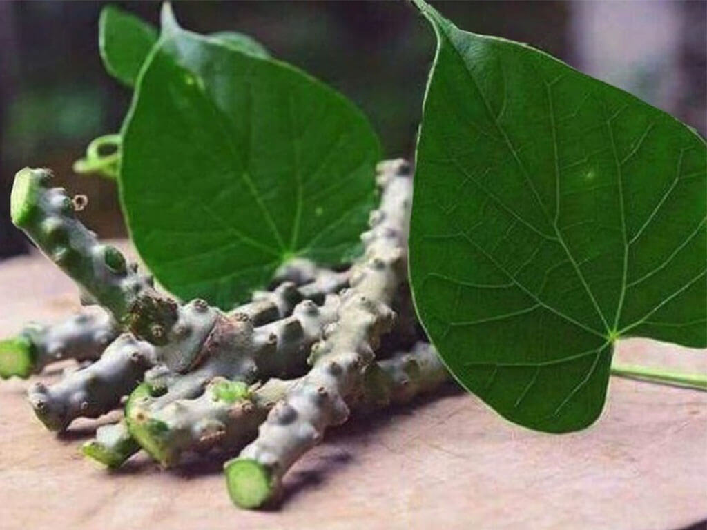 सरकारी निवासमा उत्पादन गरी गुर्जो निःशुल्क वितरण