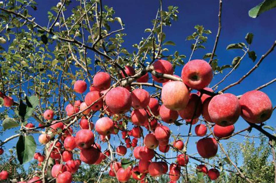स्याउका पन्ध्र हजार बिरुवा वितरण