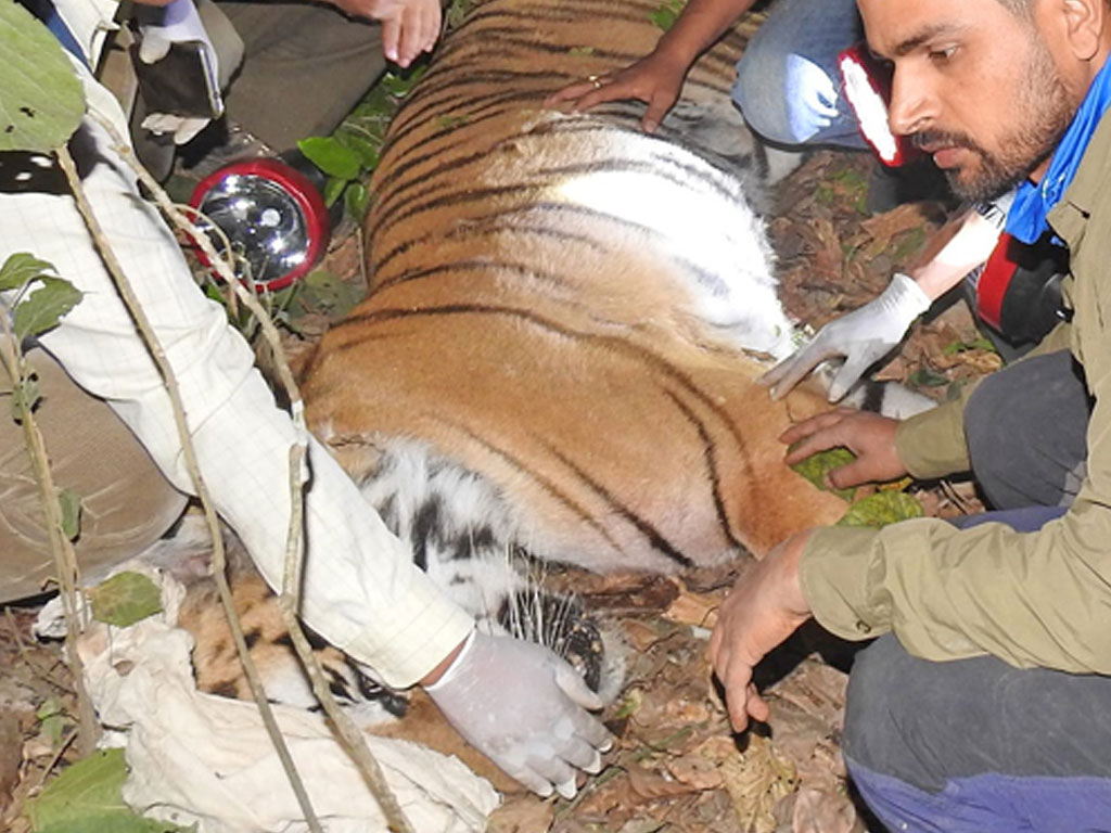 बर्दिया राष्ट्रिय निकुञ्जको नरभक्षी बाघलाई चिडियाखानामा राखियो