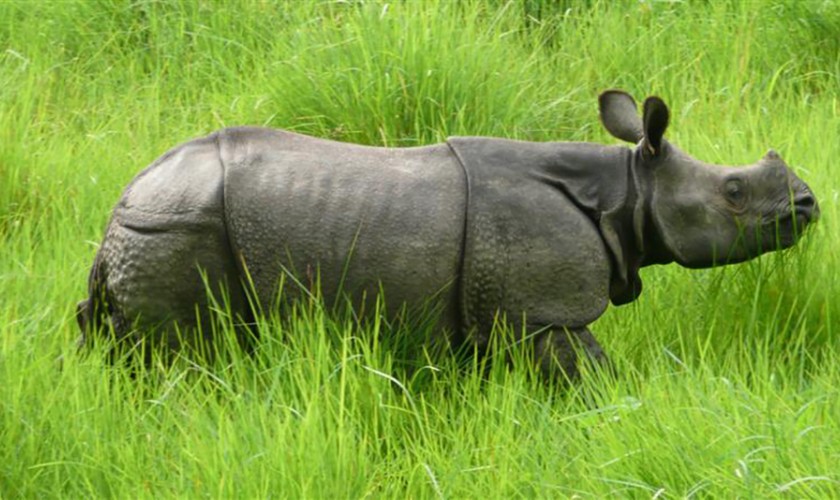 चीन पठाउन तीन वटा गैँडा समातियो