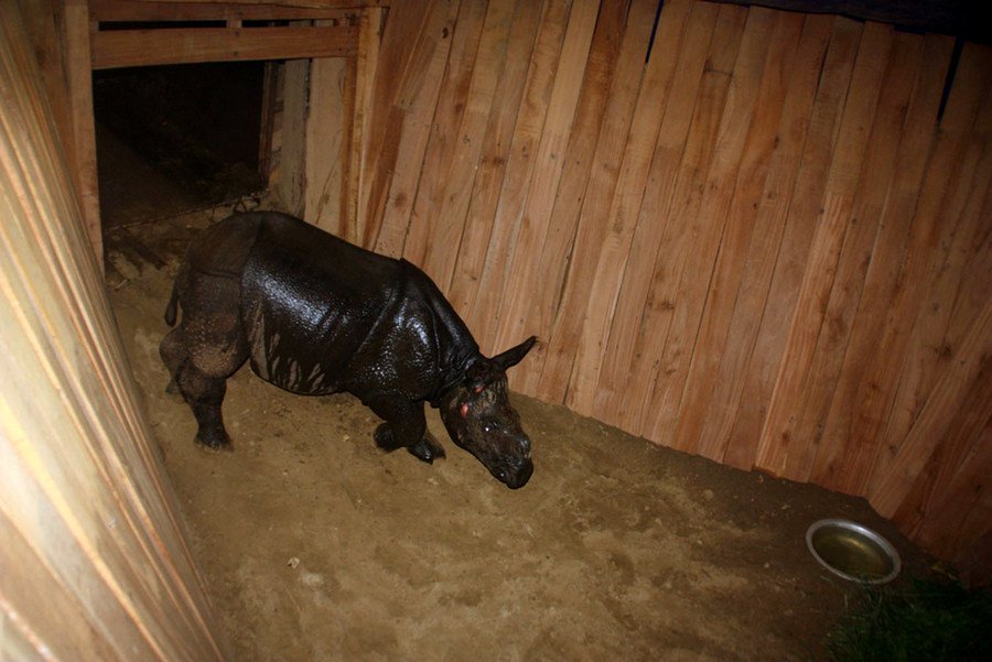 गैँडाको केटोको चीन यात्रा सुरुः खोरियामुहानाबाट पीट बोमासम्म