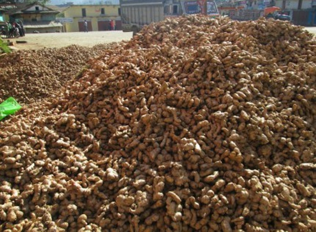 पाल्पाको अदुवाले बजार पाएन