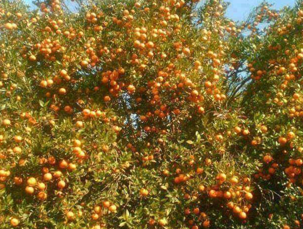 बाँदरले सुन्तला नष्ट गर्न थालेपछि कृषक चिन्तित