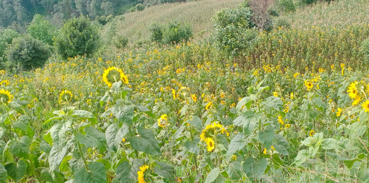 सूर्यमुखी फूलको खेतीमा रमाउँदै मिलन