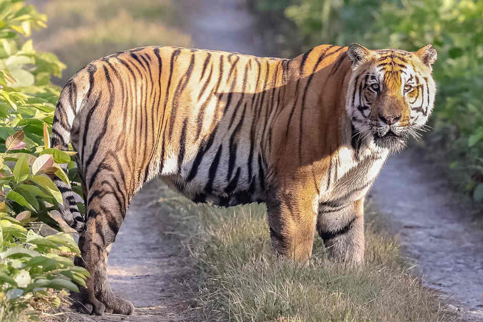 चितवनमा तरकारी खोज्न गएकी एलु चौधरीको बाघको आक्रमणबाट मृत्यु