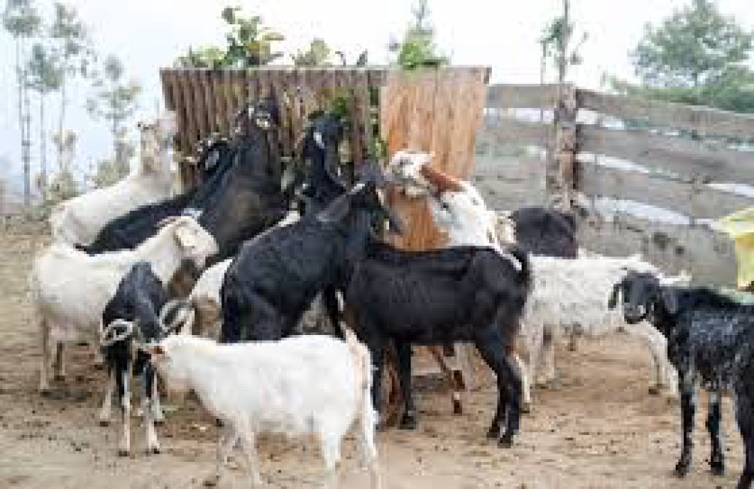 किसानको पहलमा बाख्राको स्रोतकेन्द्र स्थापना 
