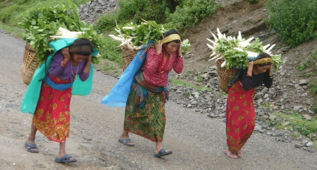 नुवाकोटमा मात्रै १० करोडको मुला बिक्री 