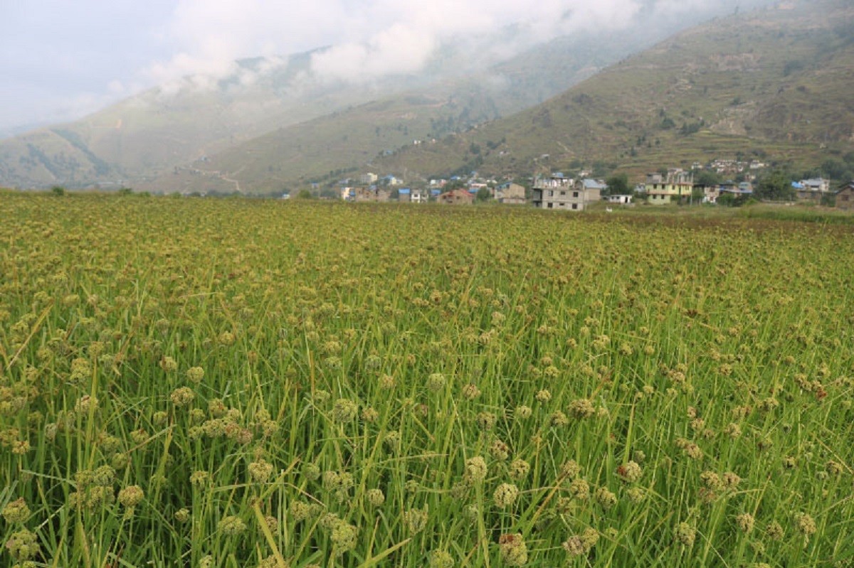 "अब साउन १६ मा 'कोदो'को पर्व: सरकारले मनाउने बनायो राष्ट्रिय कोदो दिवस"