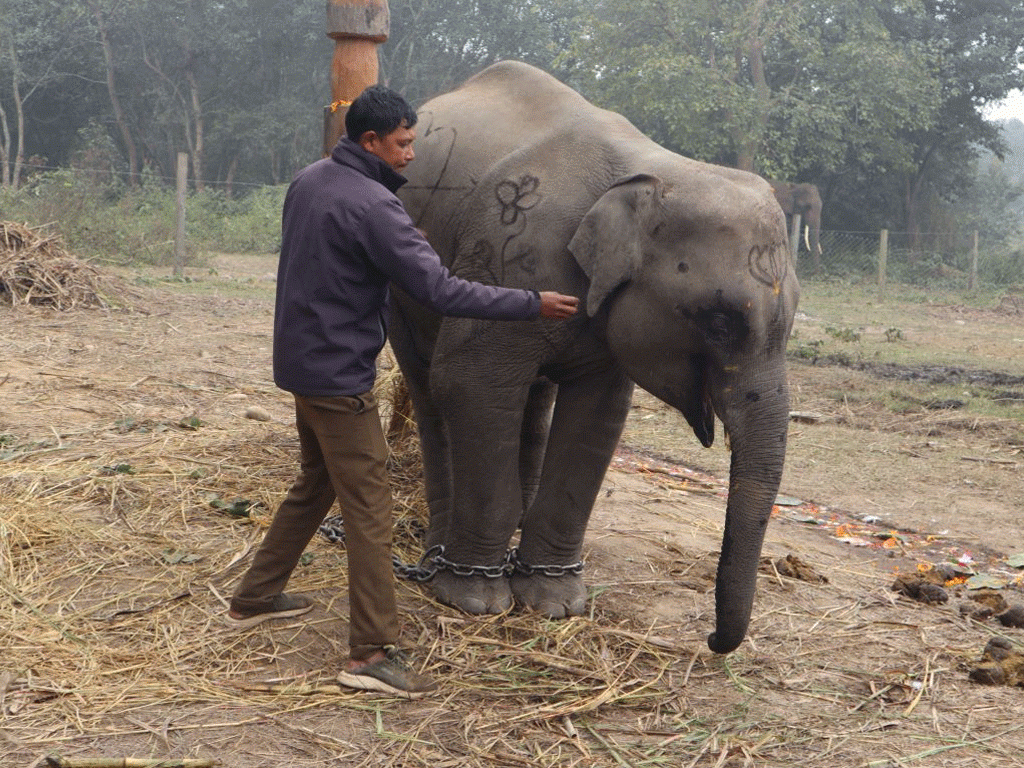 गजराज शेषचन्द्रले पूरा गर्‍यो एक महिने तालिम, अब पर्यटक घुमाउने