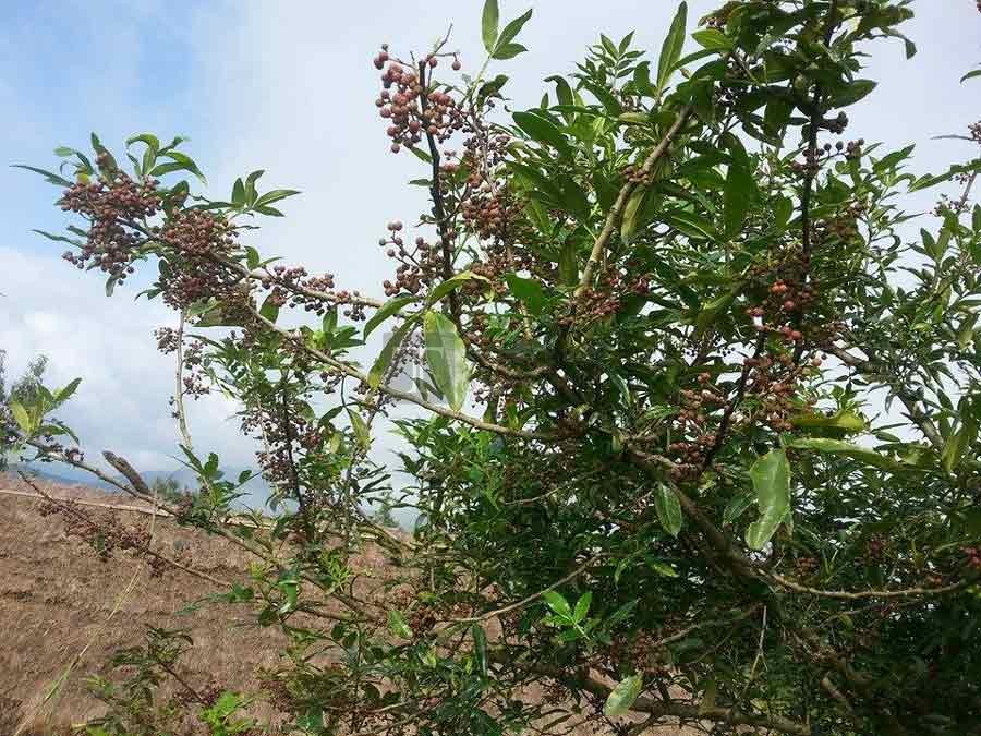 पाल्पामा टिमुर लोप हुँदै