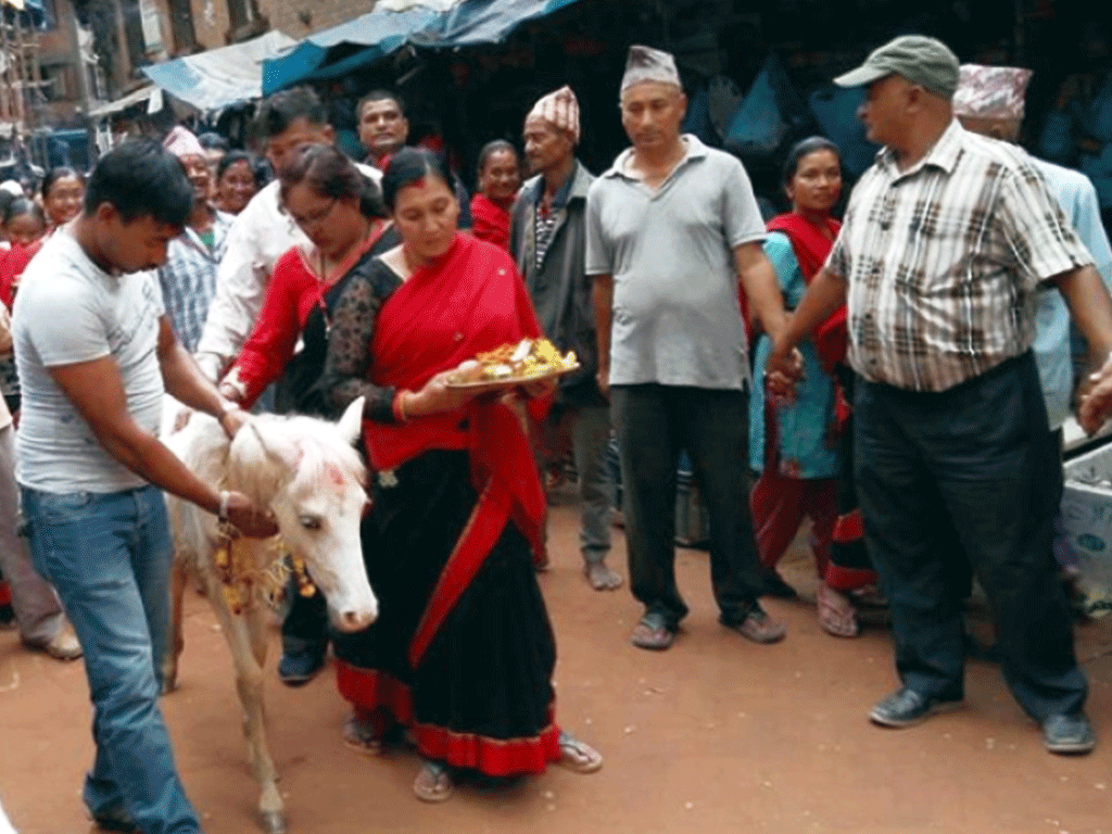 तलेजुको वाहन सेतो घोडाको जात्रा सम्पन्न