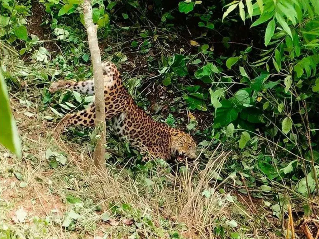 बँदेलका लागि थापेको पासोमा चितुवा पर्यो 