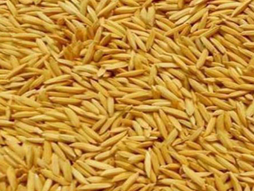 मूल्य निर्धारणपछि धान बेच्ने भीड