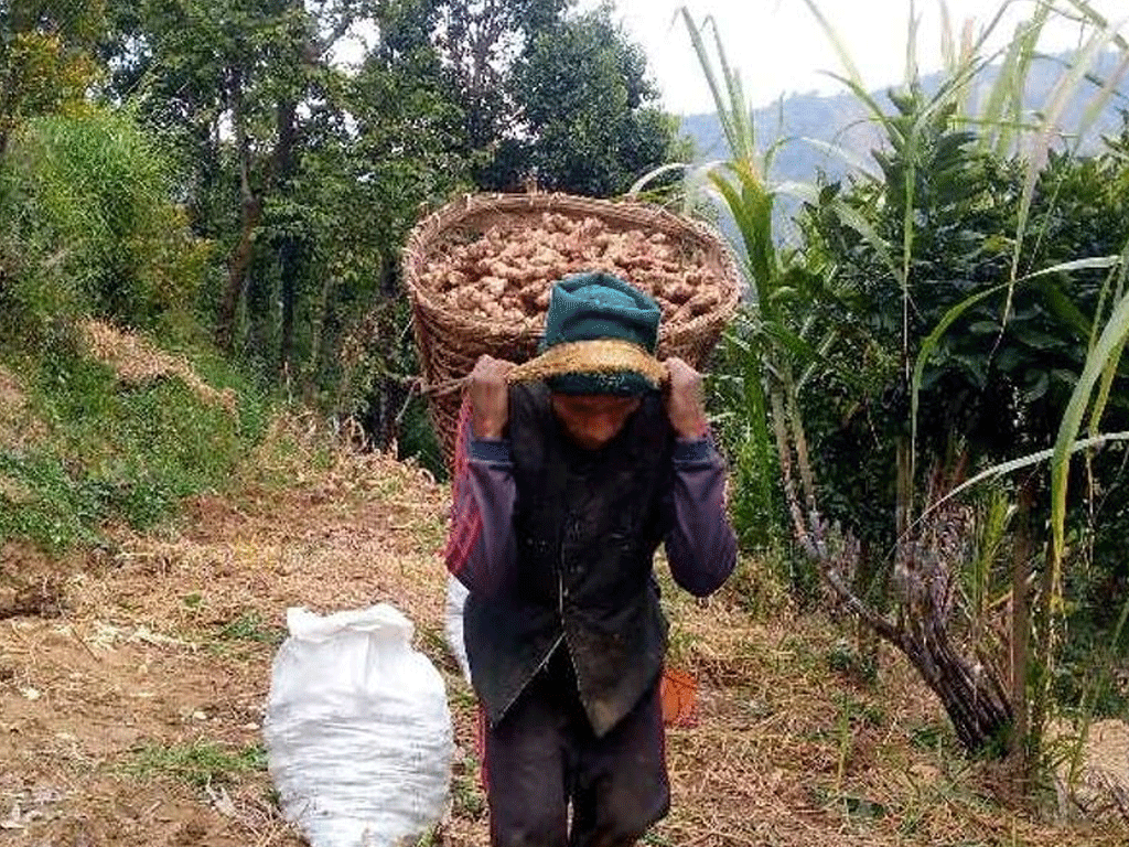 ६ करोडभन्दा बढीको अदुवा गाउँबाटै बिक्री