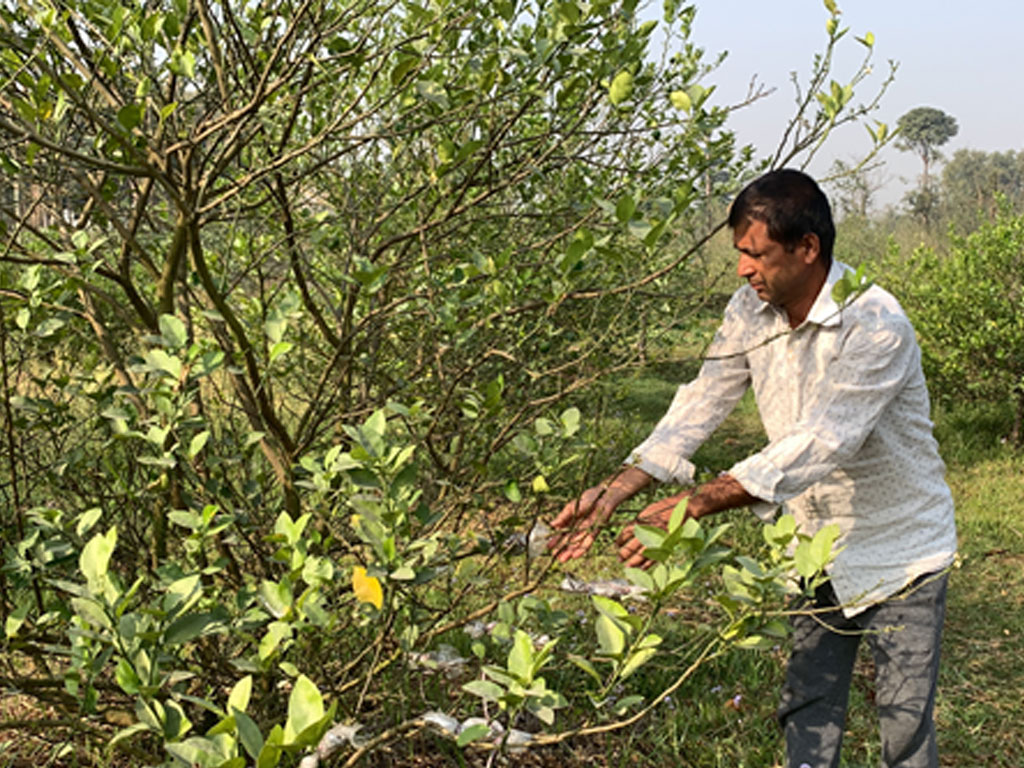 कागती खेतीबाट २० लाख आम्दानी