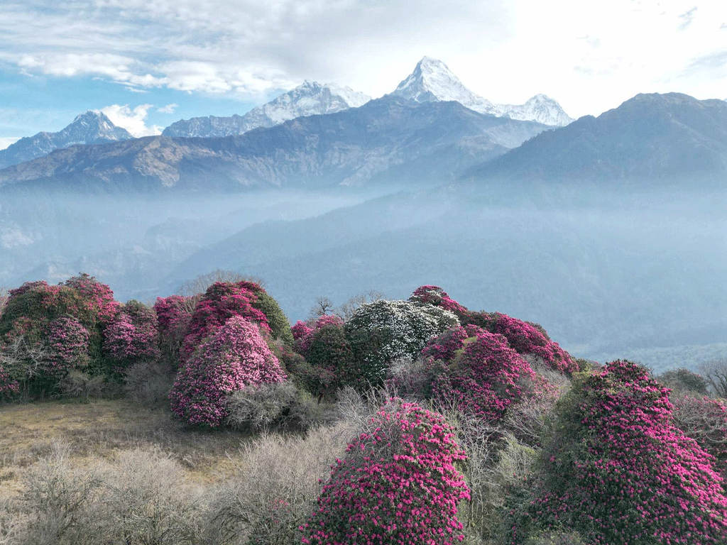 म्याग्दीका वनपाखामा लालीगुराँस हेर्नेको भीड