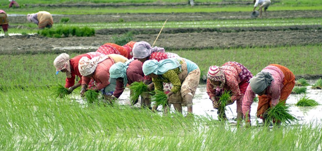 'मानो रोपेर मुरी फलाउने दिन गए'