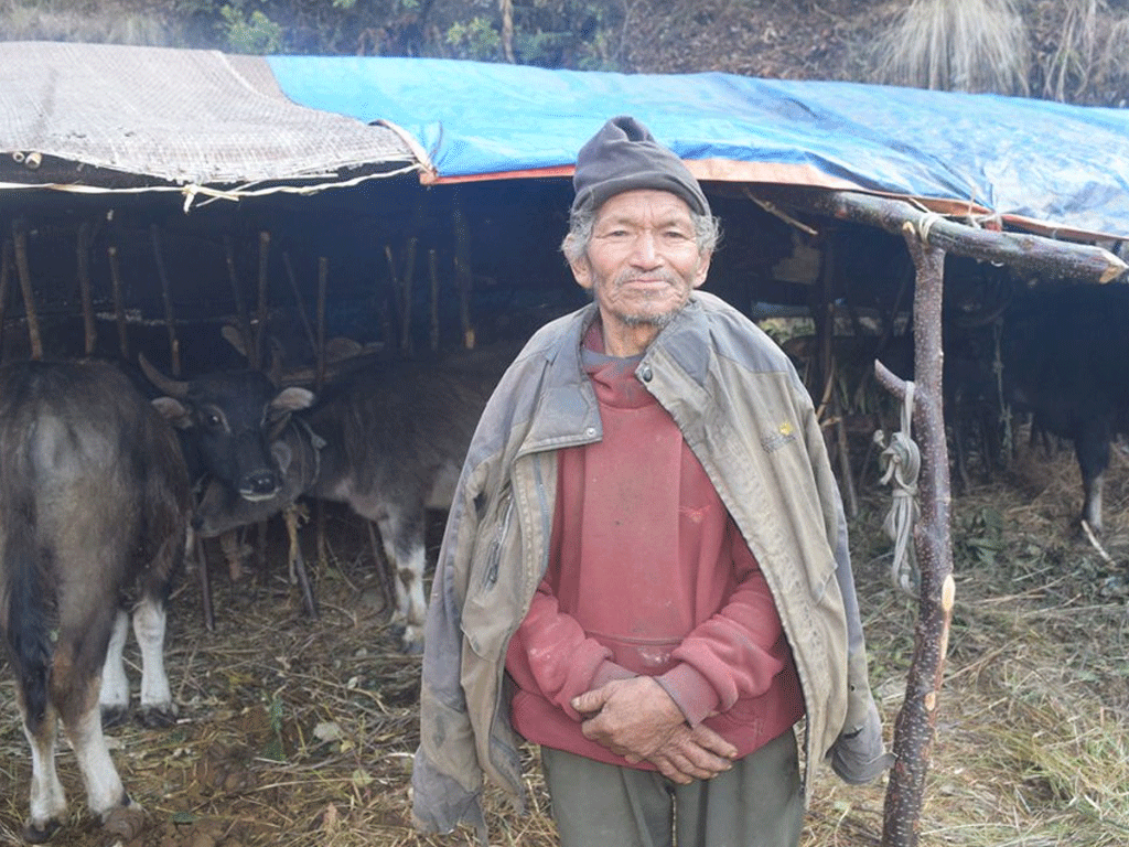 देश-विदेश घुमेर गाउँ फर्किएका ७० वर्षीय तुलाचन घुम्ती गोठमै रमाउँछन्