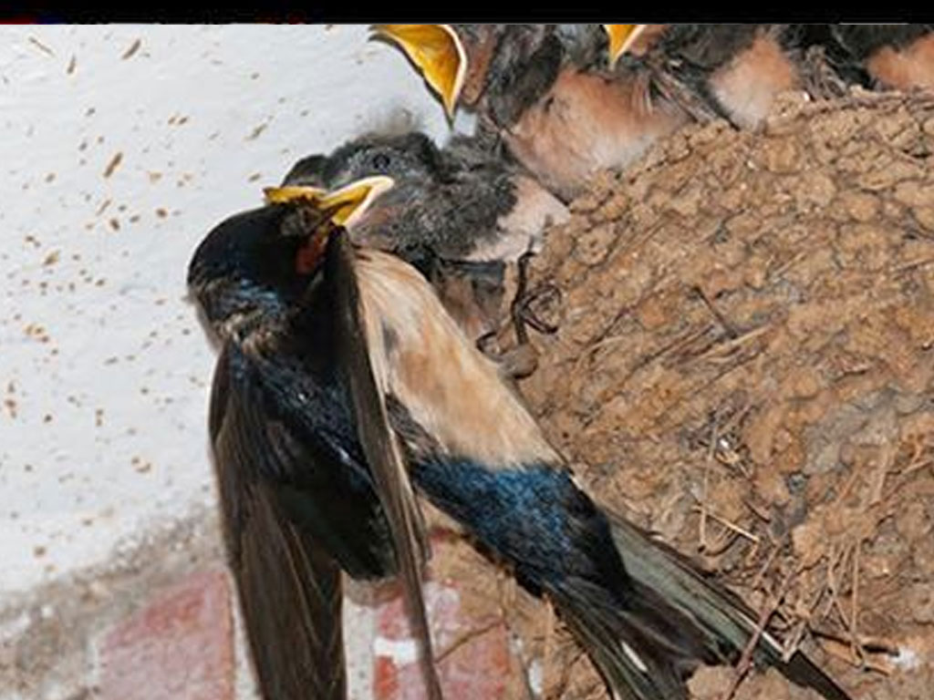 घरमा छैनन् परेवा र गौँथली, वनमा छैनन् ढिकुर र मालचरी